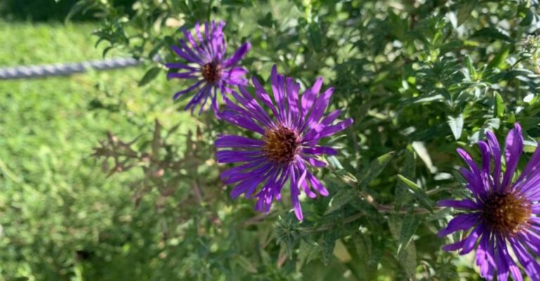 Why Ohio Asters Flop Over In October And How To Stop It Next Year