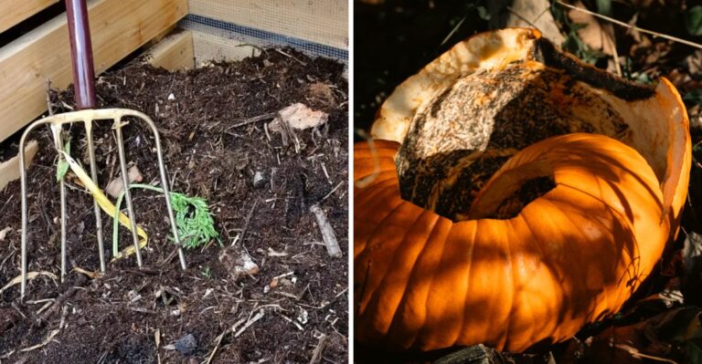 Turn Your Alabama Halloween Pumpkins Into Free Compost For Your Fall Garden The Morning After