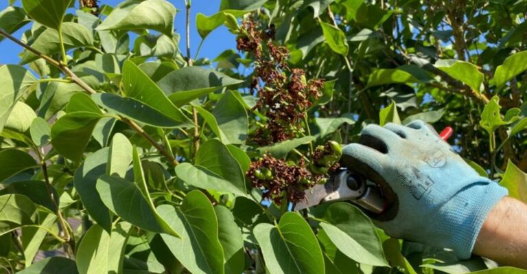 Your Ohio Lilac Already Has Next Spring In Mind – Don’t Prune It This Fall