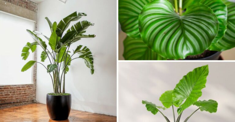 8 Giant-Leaf Houseplants That Make A Small Room Feel Bigger
