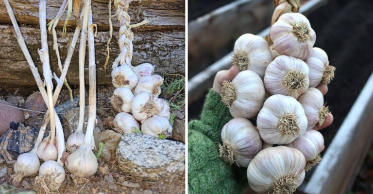 How To Choose Garlic Varieties That Grow Best In California Fall Gardens
