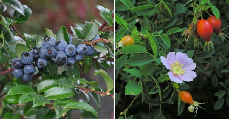 8 California Hedge Plants That Birds Love Almost As Much As Privacy