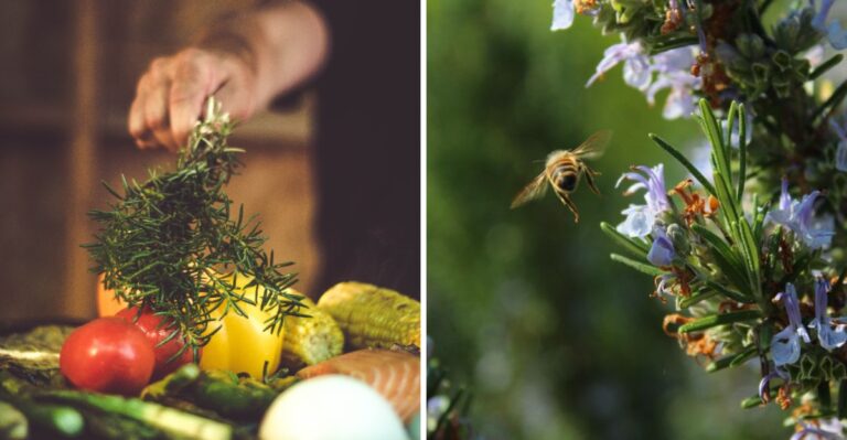 7 Genius Ways Texans Use Rosemary That Will Surprise You