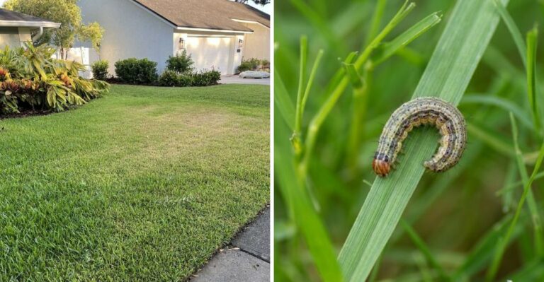 Your Florida St. Augustine Looks Fine In The Morning – But Something May Be Eating It At Night