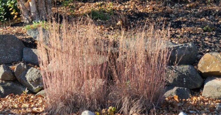 This Georgia Native Turns A Gorgeous Copper Color In Fall And Keeps Its Good Looks All Winter