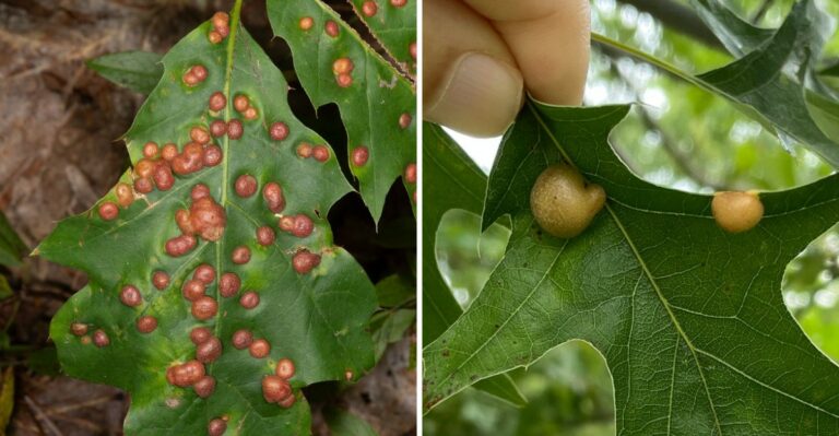 Those Spotted Oak Leaves Falling In Missouri Yards Usually Aren’t A Sign Of A Sick Tree