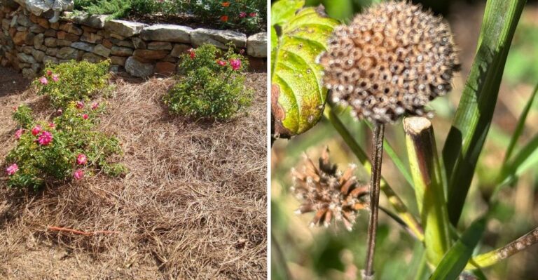Georgia Perennials Stressed By Summer Heat Need Careful Cleanup This Fall
