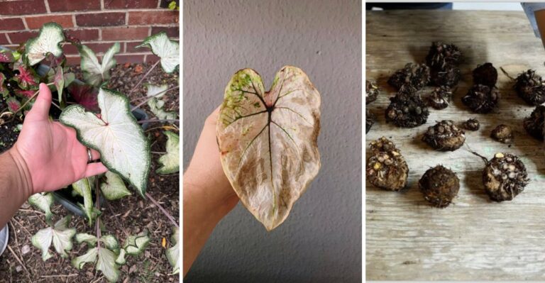 The Caladium Lifting Deadline Every Virginia Gardener Should Beat This Month