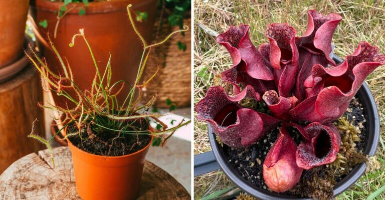 7 Carnivorous Plants That Make Perfect Halloween Houseplants In Pennsylvania