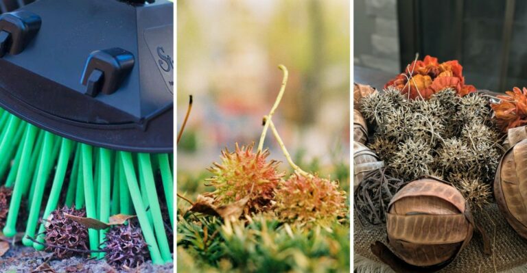 Spiky Gumballs Are Covering New Jersey Lawns Again And Smart Cleanup Starts Now