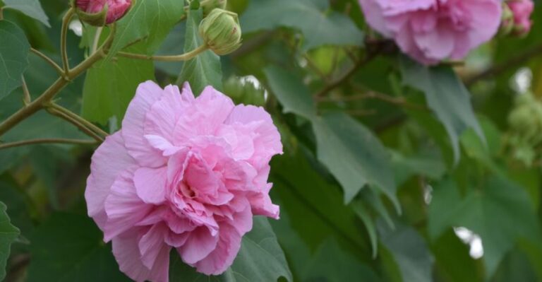 8 Cold-Hardy Plants To Grow Instead Of Hibiscus In North And Central Florida