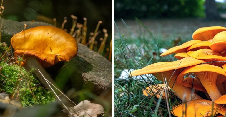 Glowing Orange Mushrooms Sprouting On New Jersey Stumps Look Like A Gourmet Find But They Are Not