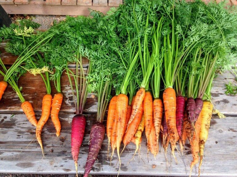 8 Cool-Season Vegetables Arizona Gardeners Can Still Plant Before Thanksgiving