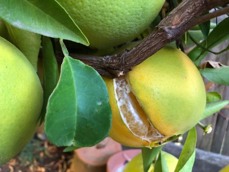 Steadier Watering May Reduce Fall Citrus Splitting in Arizona