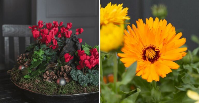 What Every California Gardener Should Plant In Containers Before Winter Rains Arrive