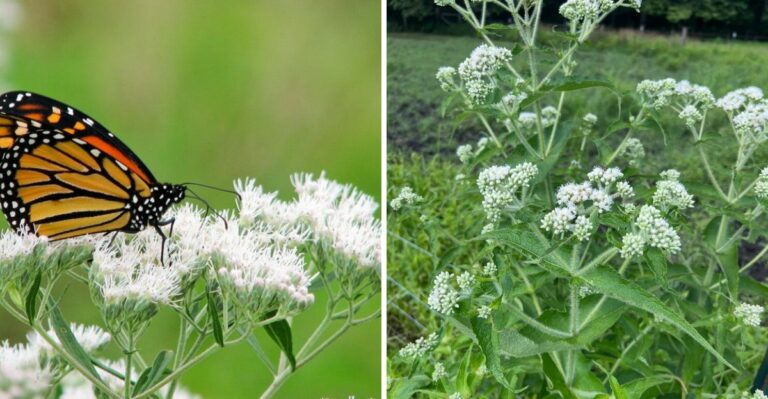 The Fall Pollinator Plant Pennsylvania Gardeners Often Overlook
