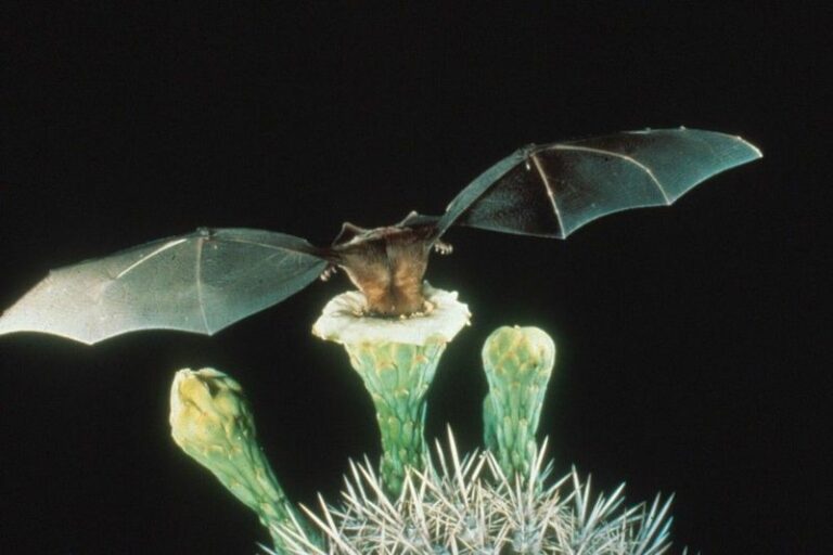 The Desert Bat That Carries Pollen Between Saguaro Flowers