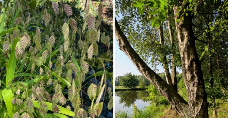 10 Plants That Help Stop Erosion on North Carolina Slopes After Flooding