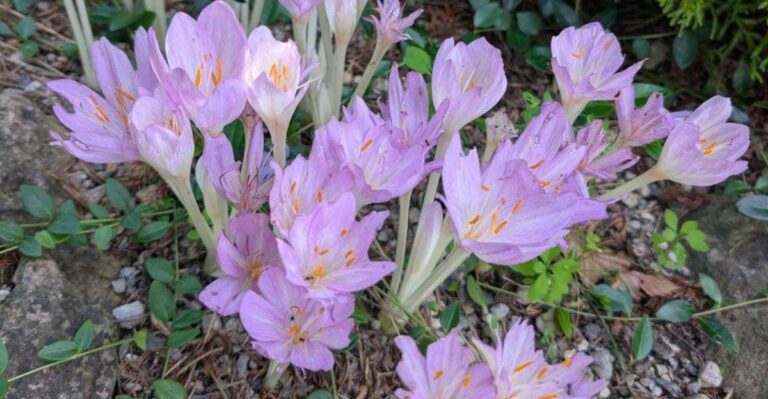 Why North Carolina Gardeners Love Autumn Crocus For Surprise Fall Color
