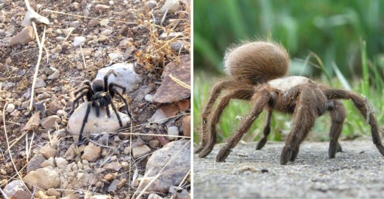 Why You’re Seeing More Tarantulas In Your Texas Yard This Fall