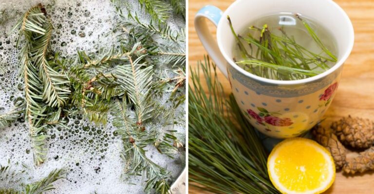 10 Benefits Of Simmering Pine Needles (And Why Virginia Gardeners Should Try It)