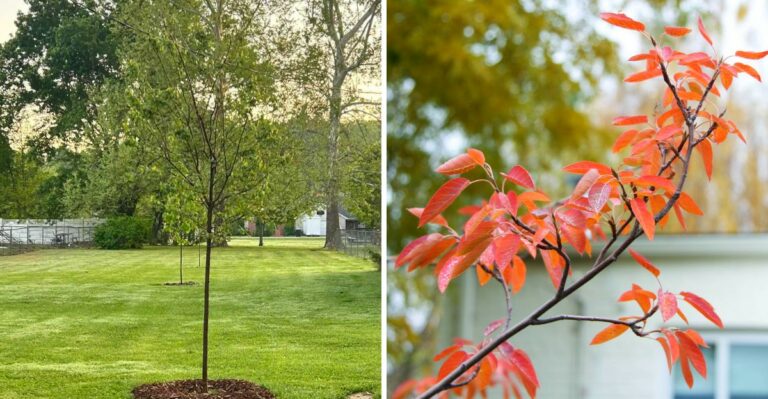 The Most Underrated North Carolina Native Tree That Thrives When Planted In October