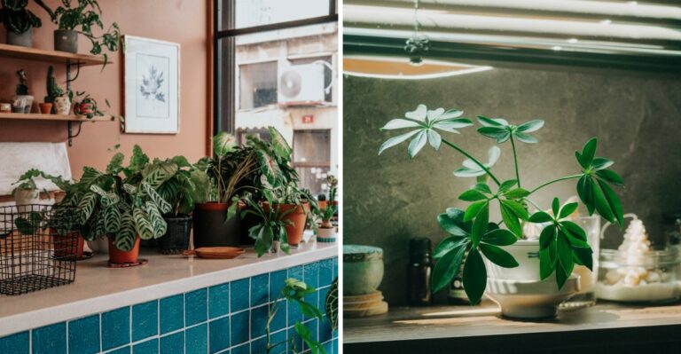 Why Every Virginia Homeowner Should Bring Houseplants Inside The Moment Nights Hit 55°F