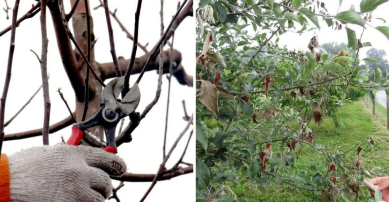 The Apple Tree Mistake Ohio Homeowners Make Every Winter