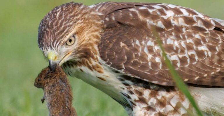 More Hawks Near Your Ohio Home Means Fewer Voles Tunneling Through Your Lawn