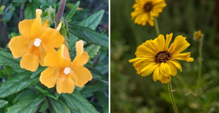 8 California Native Plants That Recover Fastest After A Hard Summer