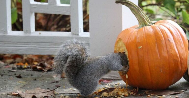 Carved Pumpkins On Indiana Porches Draw More Than Trick-Or-Treaters