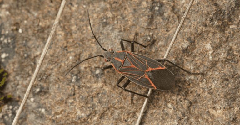 Why Boxelder Bugs Cover Sunny Ohio Walls Every Fall
