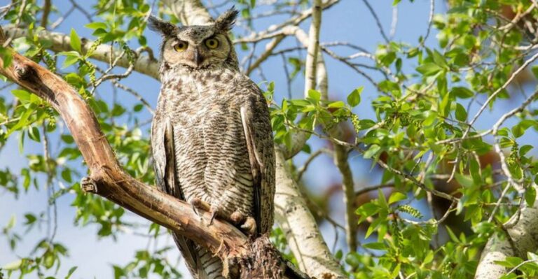 What It Really Means When A Great Horned Owl Is Calling In Your North Carolina Yard