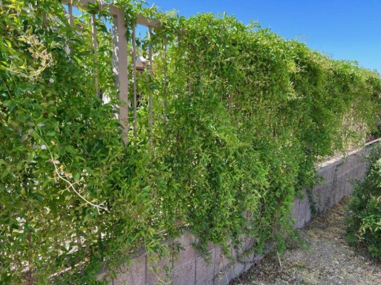 Cat’s-Claw Vine in Arizona: A Possible Concern for Trees, and What to Check First