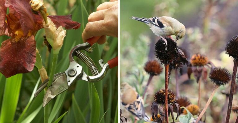Which Pennsylvania Perennials To Cut Down In Fall And Which To Leave Alone