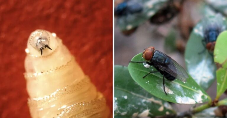 New World Screwworm Detected In Texas Wildlife