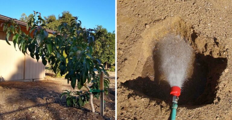 Why This Weekend Is The Perfect Time To Move California Garden Plants