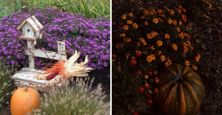 These Texas Plants Look Stunning When Paired With Pumpkins