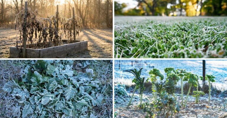 Upstate Got Frost, But NYC Gardens Still Have Weeks Left. Here’s Your Timeline