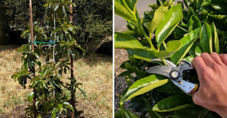 How California Gardeners Stake And Cage Plants Before The Next Storm Rolls Through