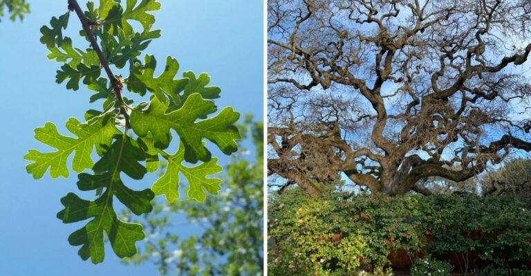 The California Shade Tree Homeowners Wish They Had Planted Five Years Ago
