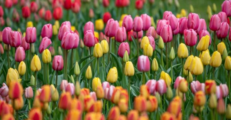 The Fall Task That Determines How Many Tulips You Get Next Spring