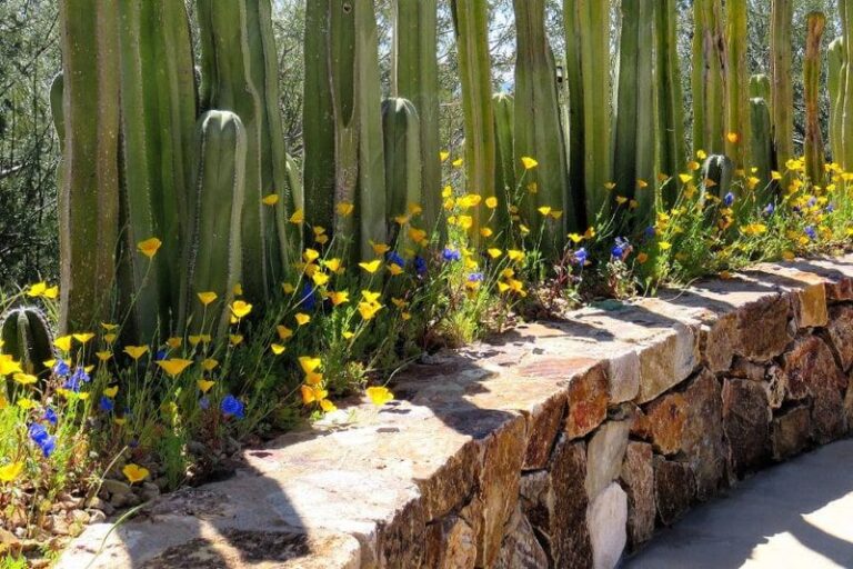 Arizona Wildflower Seeds Not Sprouting? Steps That Improve the Odds Before Winter