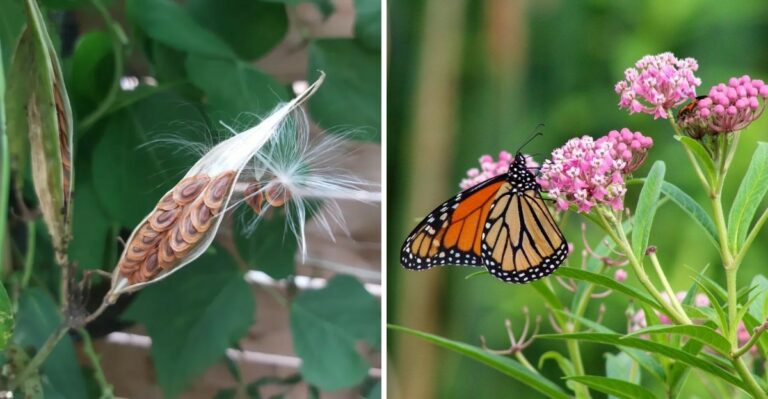 Plant This Pennsylvania Native To Help Monarch Butterflies Thrive