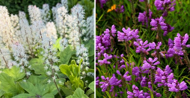 The Pennsylvania Native Perennials To Plant Before Halloween That Multiply Every Year