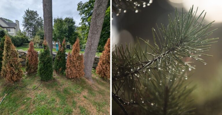 The Overlooked October Watering Job Michigan Evergreens Need in a Dry Fall