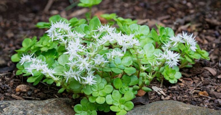 Native Ground Covers To Plant Instead Of Invasive Periwinkle In Georgia Shade