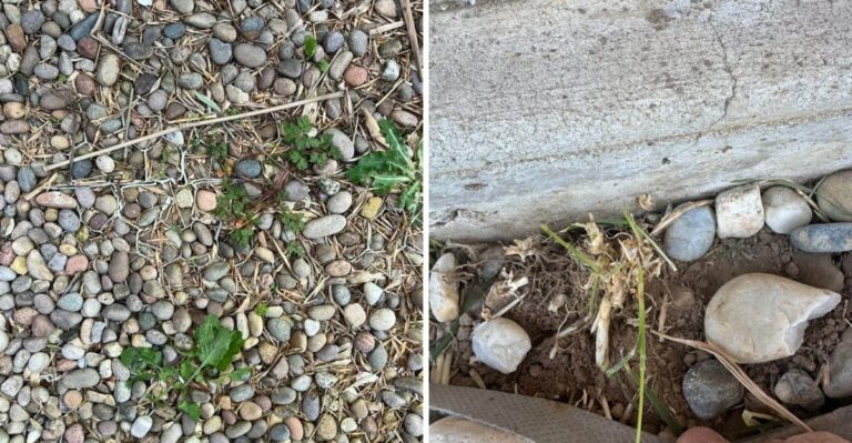 Why Weeds Keep Returning To California Gravel Paths Season After Season
