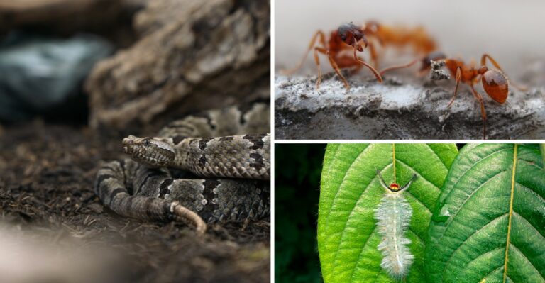 These Venomous Creatures Live In Alabama (Know What To Watch For In Your Garden)