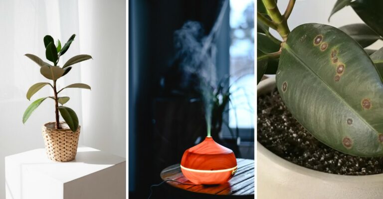 How To Keep A Rubber Plant Shiny And Dust-Free Through Winter